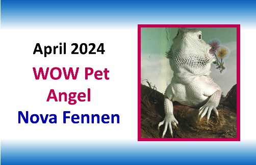 APR 2024 WOW Pet Angel